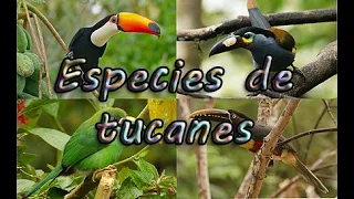 **Especies de tucanes**