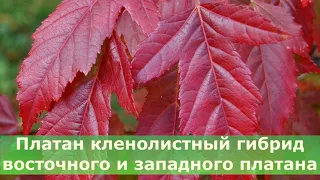 Яркий и красочный клен Гиннала в ландшафтном дизайне: посадка и уход