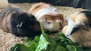 Guinea pig food tug of war