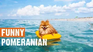 Funny Cute Pomeranian Compilation 2019