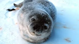 The Weddell Seal