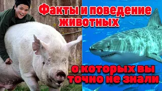 Вы Когда-Нибудь Видели Такое? 10 Неизвестных Вещей о Животных, про Которые Вы Узнаете Впервые