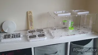 Harvester ant Messor barbarus setup Episode 1