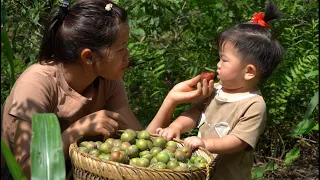 Harvest plums for sale, firewood, and cooking.