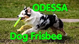 Dog Frisbee Odessa. Ролл дальность. Дог Фрисби (Фризби). Одесса. Чемпионат. Собаководы. VLOG DOG.