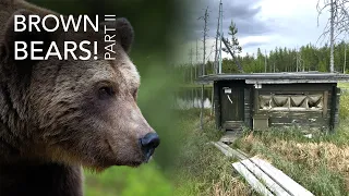 Wild Brown Bears in Finland - Part 2 of My Wildlife Photography Adventure!