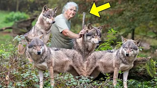 Alte Frau rettet 4 Wolfsjunge. Du wirst nicht glauben, wie sie sich Jahre später revanchierten.