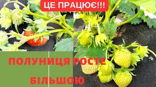 ЩО ДОПОМАГАЄ краще розвиватися ПОЛУНИЦІ🍓 та усім без ВИНЯТКУ рослинам🍅🌶🥒🍆