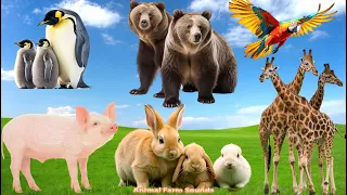 Amazing Sounds of Familiar Animals: Giraffe, Bear, Penguin, Parrot, Rabbit, Pig - Animal Paradise