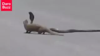 snake vs mongoose змея против мангуста