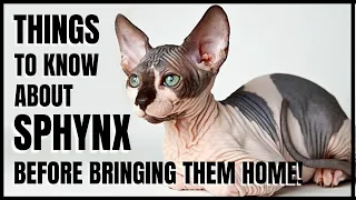 Things to Know about Sphynx Cat