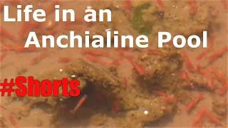 Hawaiian Red Shrimp and the Anchialine pools on Hawaii's Big Island Minute Biology Lesson #Shorts