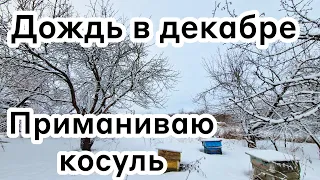 Дождь в декабре 💦 Приманиваю косуль 🦌