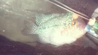 Flowerhorn fish