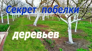 Побелка деревьев. Секрет в побелке, которая долго сохраняется.