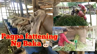 EP:02 Pagpa fattening ng baka🐄||Occ.Mindoro Phillipines @mabstvko