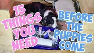 15 Things You Need Ready Before Whelping