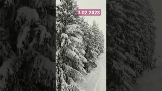 3.02.2023, Буковель 🌲🌲🌲