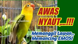 AWAS NYAUT,.. Pancingan Lovebird Gacor Memanggil Lawan Ngetik Ngekek Memancing EMOSI