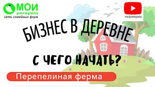 Перепелиная ферма. С чего начать? Бизнес в деревне