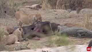 Crocodile recklessly rushes into the middle of lions to steal food.
