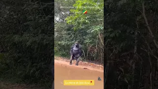 Gorille 🦍 à dos argenté