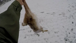 охота на зайца 2018 первый снег гончатники в законе
