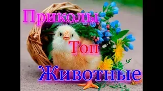 ЛУЧШИЕ ПРИКОЛЫ 2019 Июль ржака угар ПРИКОЛЮХА