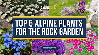 Top 6 Alpine Plants For The Rock Garden 🌷🌸🌹 // Garden Answer