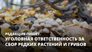 Уголовная ответственность за сбор редких растений и грибов. Редакция пишет