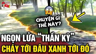 Ra công viên 'DẠO MÁT', người đàn ông bắt gặp 'NGỌN LỬA THẦN KỲ' đang 'HỒI SINH' cây cỏ | Tin 3 Phút