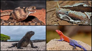Топ-10 самых необычных Рептилий нашей планеты