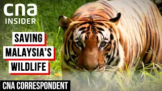 Saving Malaysia's Endangered Animals From Extinction | CNA Correspondent