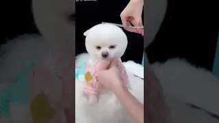 Puppy Pomeranian Grooming Teddy bear style, puppy haircut, How to groom puppy,#mypuppyvideo, #shorts