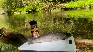 WNC Trout Fishing- Catch And Cook