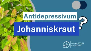 Johanniskraut ➡️ Alles, was Sie zu ihrem Antidepressivum wissen sollten!