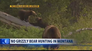 No grizzly hunting in Montana for 2018