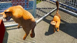 Adopt Cats at New Animal Shelter ( Sim Game )