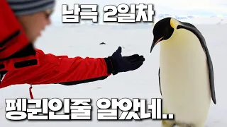 [남극여행 2일차]  펭권은 사람도 펭귄인줄 알고 사람을 보면 몰려드네요 _PLOYTRIPS #penguin #남극 #여행