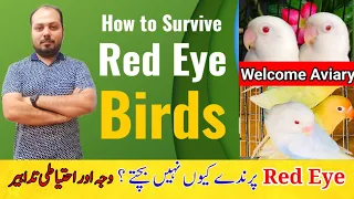 How to Survive Red eyes Birds Chicks? | Albino, Creamino, Pale fallow, Dun fallow | Welcome Aviary |
