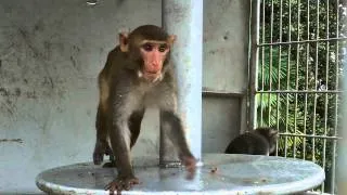 Sukhumi Monkey Nursery (Сухумский Обезьяний Питомник)