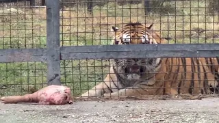 Тигр ЛЮТУЕТ, тигрица принесла ему шикарный кусок мяса, а он не может его достать!