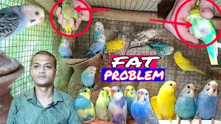 Pets Birds Fat Problem II How to Remove Fat From Birds Body II Solutions & Treatment For All Birds