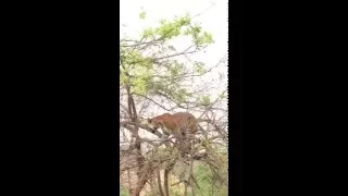 Tiger before fall from tree chasing monkey  (India - Corbett)　　虎も木から落ちる　1