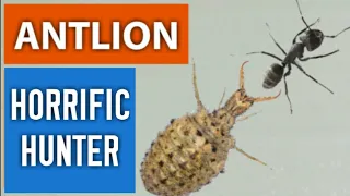 ANTLION HORRIFIC HUNTER