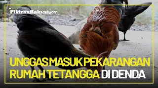 Aturan Baru RKUHP: Ayam Masuk Pekarangan Rumah Tetangga, Pemilik Diancam Denda hingga Rp10 Juta