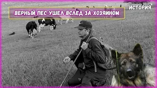 Серый ушёл вслед за хозяином - Грустная история про собаку