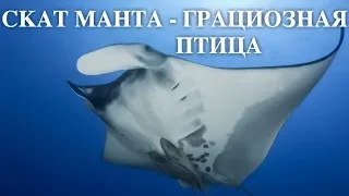 Скат манта - грациозная птица. Релакс видео. Мальдивы