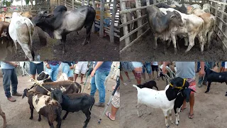 FEIRA DE ANIMAIS EM ITABAIANA-PB 14/01/2024 / FEIRA DO GADO EM CARIATÁ