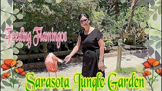 Vui chơi cho Flamingo 🦩 ăn tại Jungle Gardens Sarasota # Feeding Flamingos 🦩